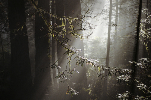 homeintheforest: let the light shine in by manyfires on Flickr.