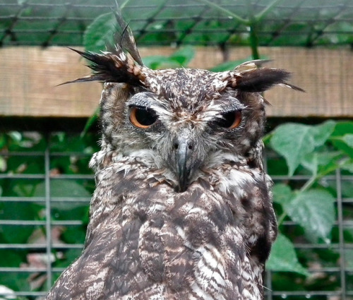 daily-owls:  By P. Stubbs photo