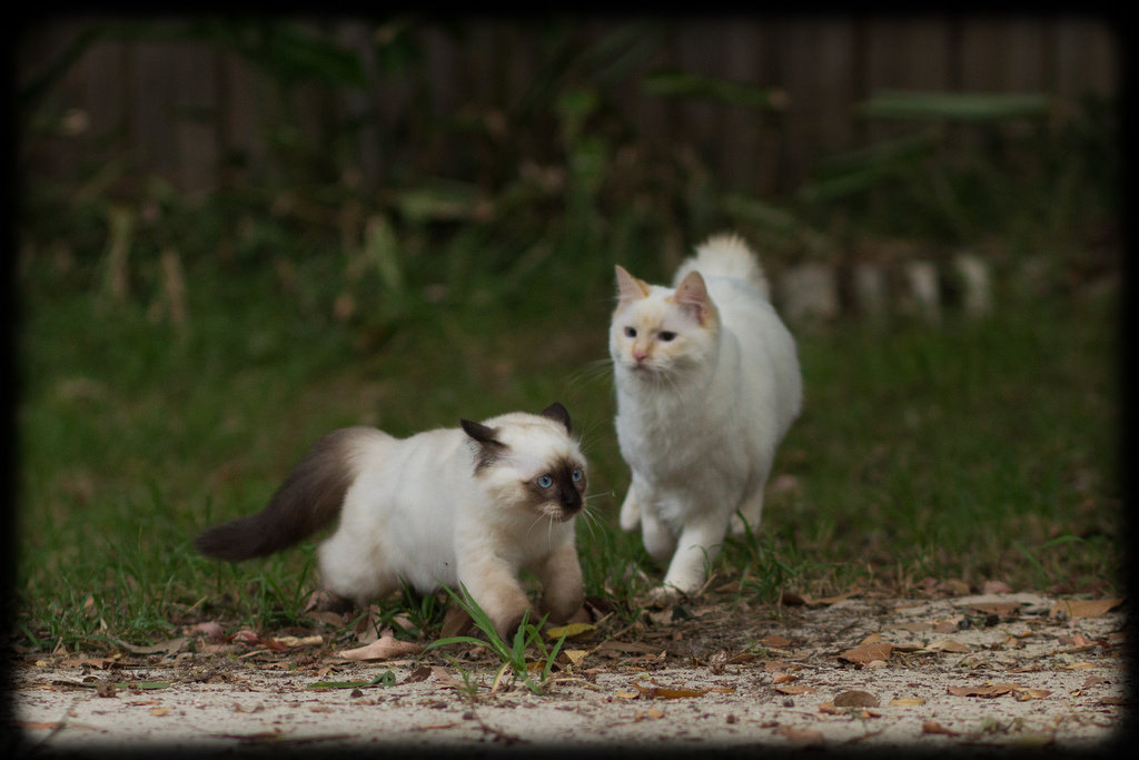 allyspock:  catsbeaversandducks:  Fun in the Yard with Milo and Diesel Photos and