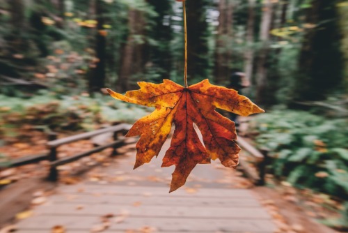 Fall. Photos by cJAŸSF
