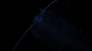 awkwardsituationist:  four examples of deap sea bioluminescence in a sea worm and three comb jellies (ctenophores), known 1-4 as: tomopteris; mnemiopsis leidyi; beroe forskalii; lampocteis cruentiventer. from the IMAX documentary ‘into the deep’ 