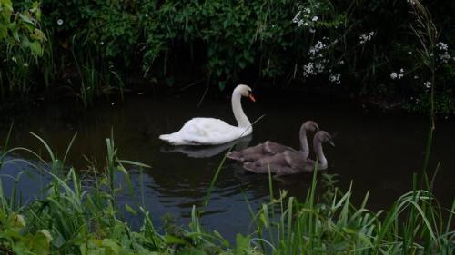 Swan and Cygnets.There are actually two swans here but they absolutely refused to allow me to get bo