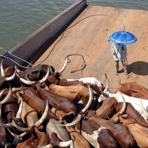 Sharing A Barge With A Herd Of Ankole-Watusi (a Breed Of Sanga Cattle). Theses Massive Cows Sport Even