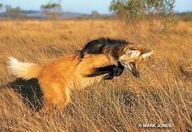 vivelagiygas:  I don’t understand why Maned Wolves aren’t more popular on tumblr, I mean look at them They’re like foxes  on  stilts.  they’re absolutely precious and  totally  fucking  ridiculous in every way        