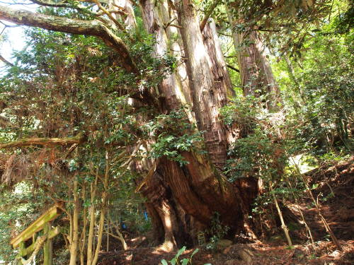 todayintokyo:totorohblog:masachi:ついに会いに行った。奈良県の「高井の千本杉」。幹周りの状態をみて「うおー、すごい」と声が出てしまった。こいつはスゴい！行ってみたいんで