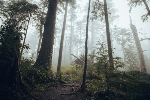 withoutroots: i fell in love among the trees: 24captured at the oregon coast