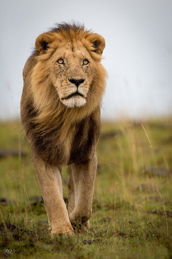 lovenaturewildlife:  Breathtaking Planet Earth (via 500px / Target in sight ! by Riyaz Quraishi) via Tumblr 