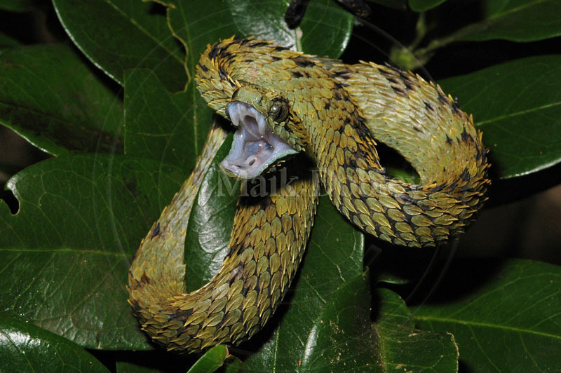 Vipère poilue (Atheris Hispida)  Cute reptiles, Pretty snakes