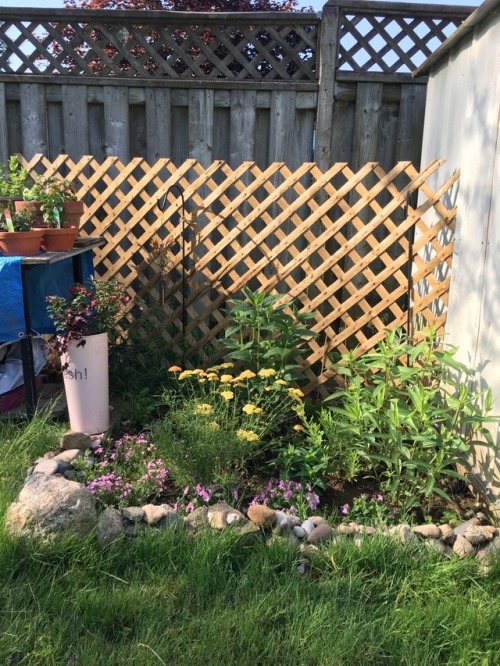 A few garden pics. I&rsquo;m in love with my little pollinator garden I created this year.