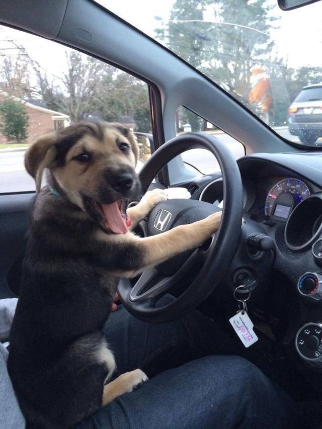 menpale:  Baby drive