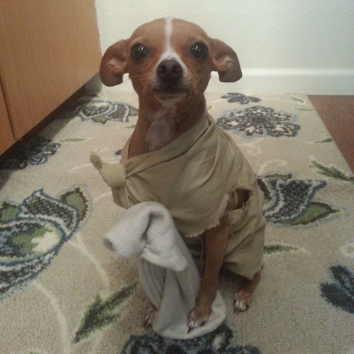 XXX my-teen-quote:  itsgrannywinkle:  dobby is photo