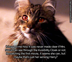 jacensolodjo:  harrypotterconfessions:It bugged me how it was never made clear if Mrs. Norris can see through the Invisibility Cloak or not. Rewatching the first movie, it seems she can, but maybe that’s just her sensing Harry? the invisibility cloak