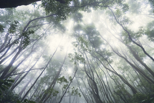 Azorean jungle perfection by Josefine Karlsson