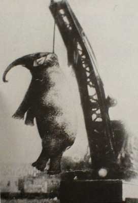 Mary (1888-1916) Circus elephant who, being fed up with the mistreatment by her handler