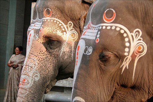 mei-love20:  Tropic elephants on We Heart It - weheartit.com/entry/178013099