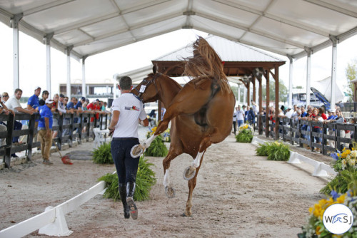 transperceneige: Tryon World Equestrian Games 2018 - show jumping vet check | © Jenny AbrahamssonHar