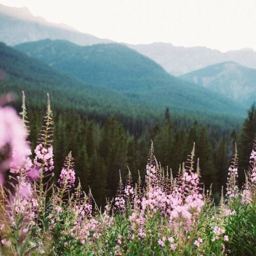 Wildflower Moodboard