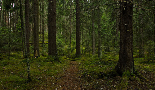 90377:Forest, Lamminpää Recreation Ground, Tampere Finland by Juha_Matti on Flickr.