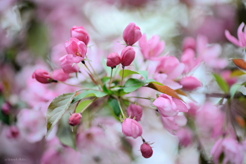 sharonbphotos:A shower of flowers.