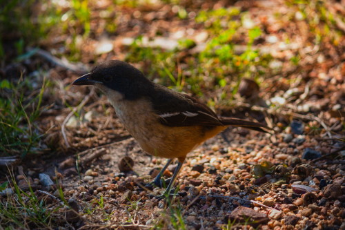 Southern Boubou: Chapman’s Peak