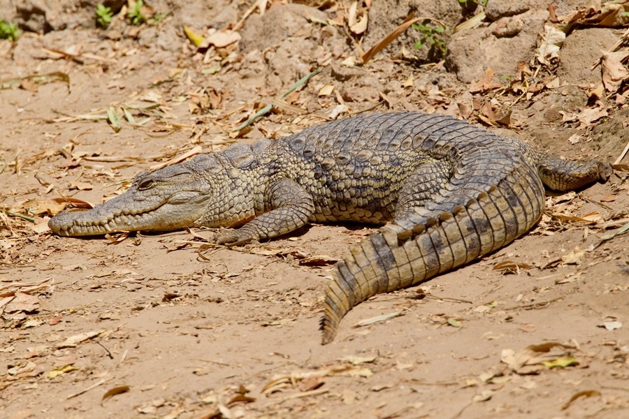wapiti3: Nile crocodile  Paul Cools photos 