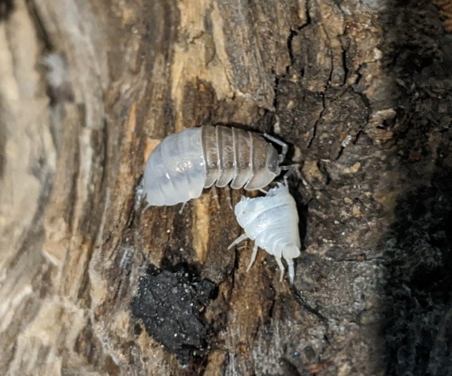 an isopod shedding the back half of its exoskeleton