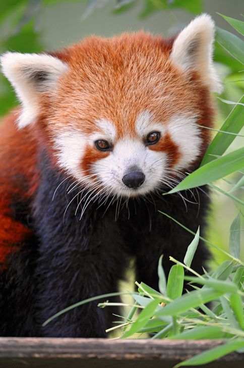 wildlifepower:   R-R-R-RED PANDAS TIME!!! The red panda (Ailurus fulgens), also called