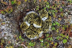 little-witchys-cottage:I give you moss birdiesThey are actaully called golden plovers