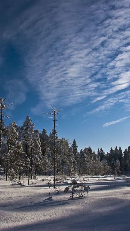 Sunny day, winter, trees, blue sky, forest, 720x1280 wallpaper @wallpapersmug : ift.tt/2FI4i