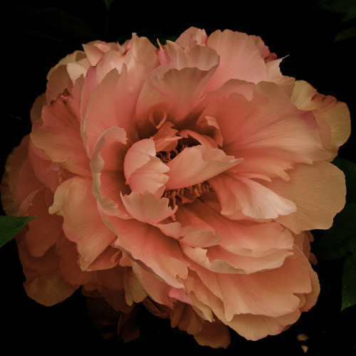 pinkstarlightcomputer:Peony