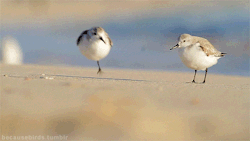 ursulavernon:  becausebirds:  Fluffy, running Sanderlings! source video  Sanderlings are the best. 