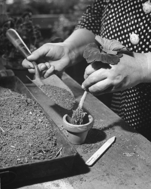 Eric SchaalPotting up cuttings of geraniums 1943LIFE Photo Collection