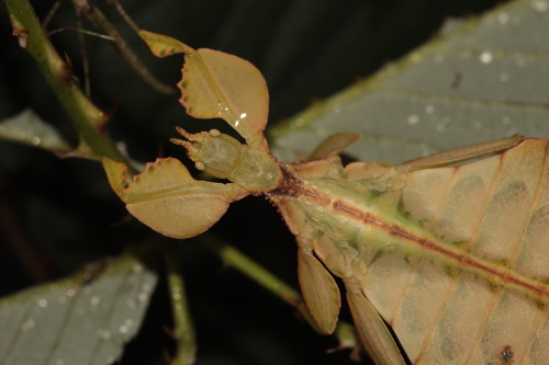 Phyllium letiranti &ldquo;Tataba”