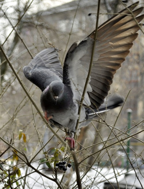 pus-prince: quock-ko: Pigeons and branches. FUCKING LOOK AT THEM