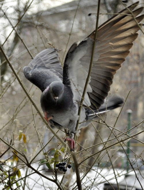 pus-prince:quock-ko:Pigeons and branches.FUCKING LOOK AT THEM