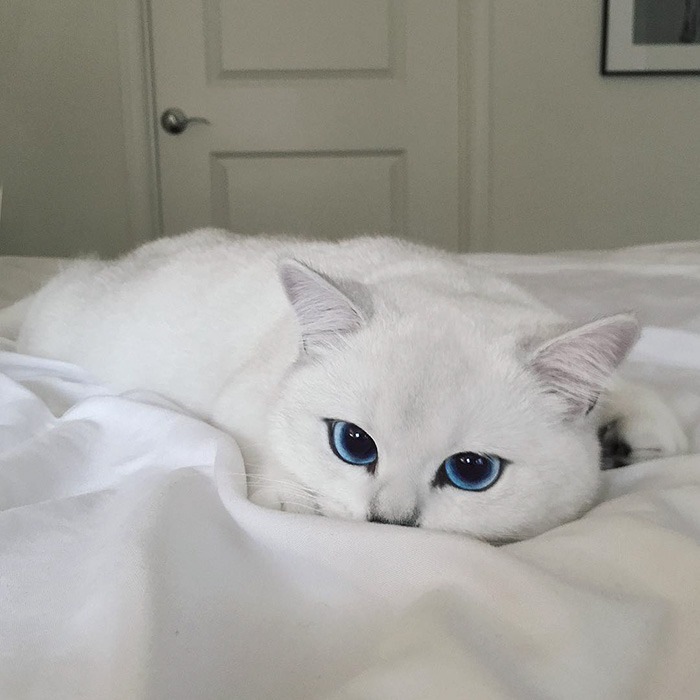 This Cat Has The Most Beautiful Eyes Ever.