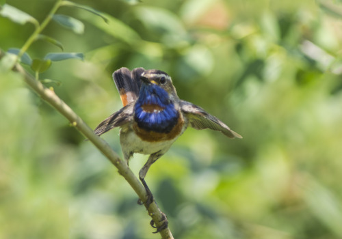 Bluethroat (Luscinia svecica) &gt;&gt;by Sergey Volkov