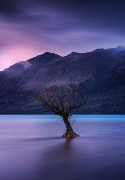Coiour-My-World:  That Glenorchy Tree! ~ By Chrystal Hutchinson | Midnight Photography