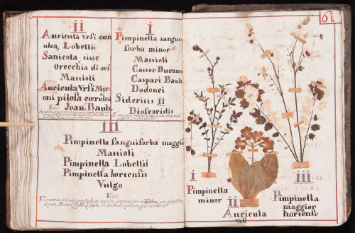 heaveninawildflower:Pages from a herbarium possibly by Fra Giorgio da Venezia.  University of Padova