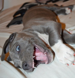 thechapterfourblog:  Seems like a good time for pictures of pitbull puppies. 
