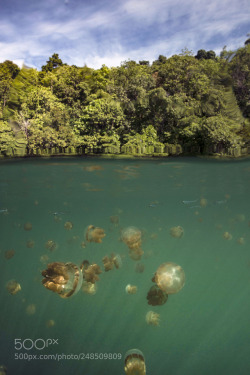 socialfoto:Jellyfish lake Celebes sea, Kakaban