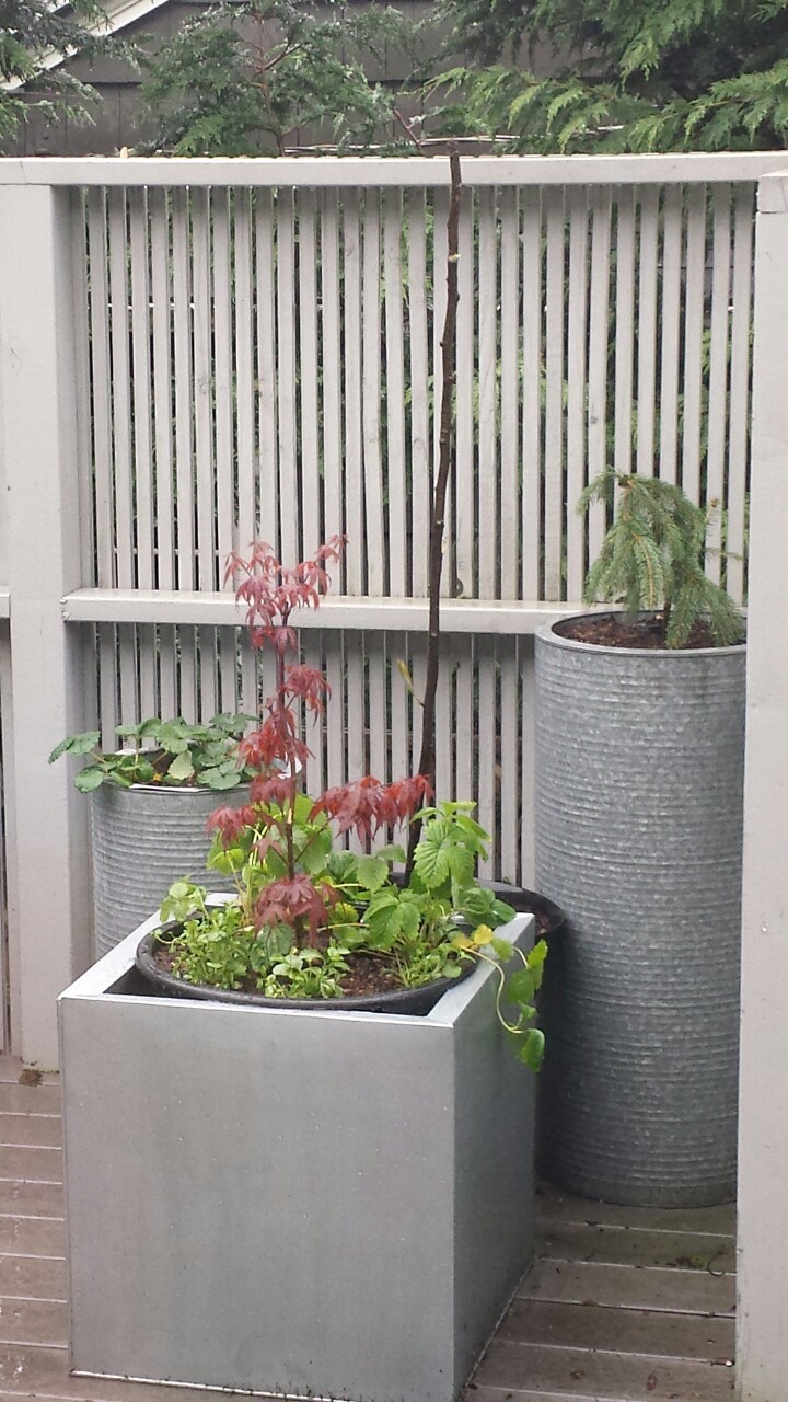 in the back, taller pot: plant from Larry’s sister.
Middle: Asian Pear
Smaller pot: Loran Everbearing strawberriesLily Black Eye, asiatic hybrid
Front: Skeeters Broom #1 japaneese maple, Fragaria Fresca Alpine Strawberry and Regatta White Lobelia