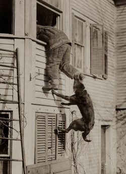 earthandanimals:  A police dog bites the ankle of man during a training session, March 1919. Photo by The Public Ledger Service - National Geographic 