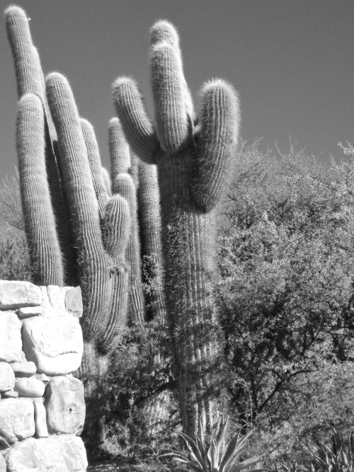 Cardones, Humahuaca, Jujuy, 2007.