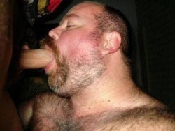 hairyblokes:  Lots of Hairy Blokes, Bears