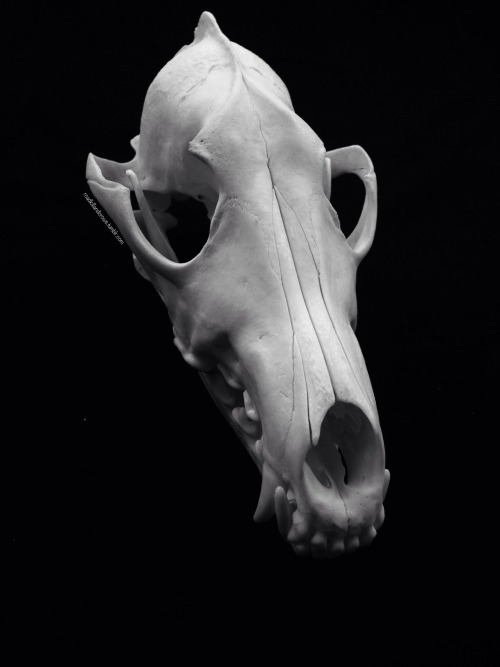 roadkillandcrows:  Muntjac, Chinese water deer and coyote skull. 