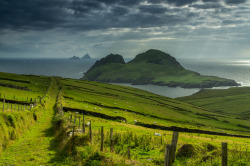 allthingseurope:  Puffin Island, Ireland (by zig_rob) 