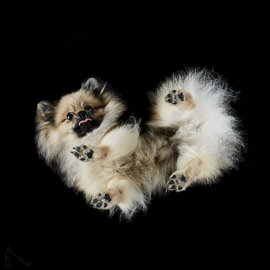 transvegetarian:  culturenlifestyle: Photographer Captures the Underbelly of Dogs