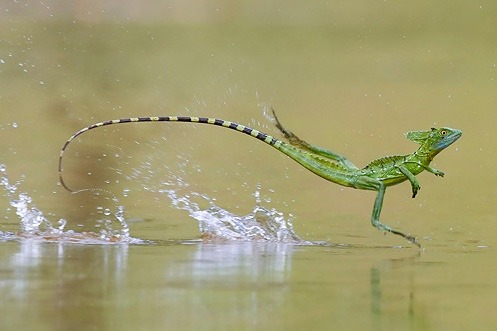 reptilesrevolution: Green Basilisk running on water
