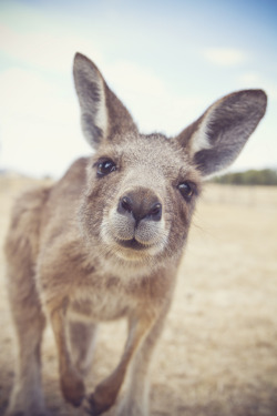 h4ilstorm:  Kangaroo (by emma catlady) 